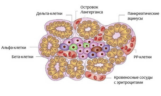 В ацинусах вырабатывается панкреатический секрет, который выводится по системе протоков в главный проток поджелудочной