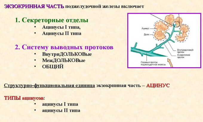 Каждый ацинус достигает размера 0,1 мм. Его микроскопическое строение состоит из 8-12 экзокринных и нескольких эпителиальных клеток