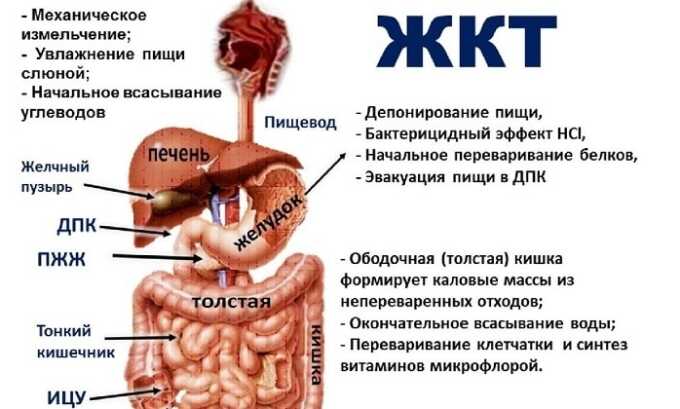 Болезни желудочно-кишечного тракта могут послужить появлению панкреатита