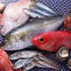 Речная и морская рыба при панкреатите: как выбирать и готовить?