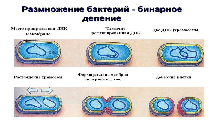 Деление клетки пополам. Этапы деления бактериальной клетки. Бинарное деление бактерий схема. Схема деления бактериальной клетки. Схема размножения бактериальной клетки.
