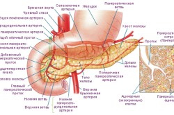 Строение поджелудочной железы