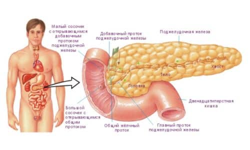 Размеры поджелудочной железы у детей 1 год норма thumbnail