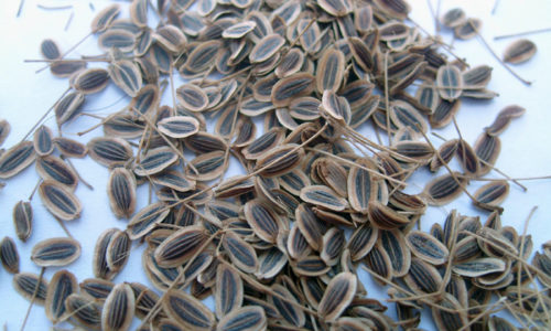 Семена укропа при лечении поджелудочного органа используют как самостоятельное средство, но допускается и включать его в состав травяных сборов